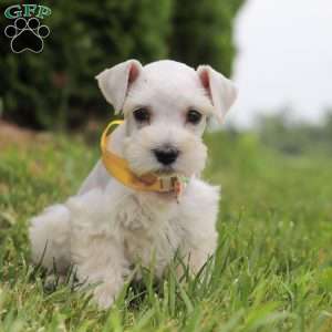 Livi, Miniature Schnauzer Puppy